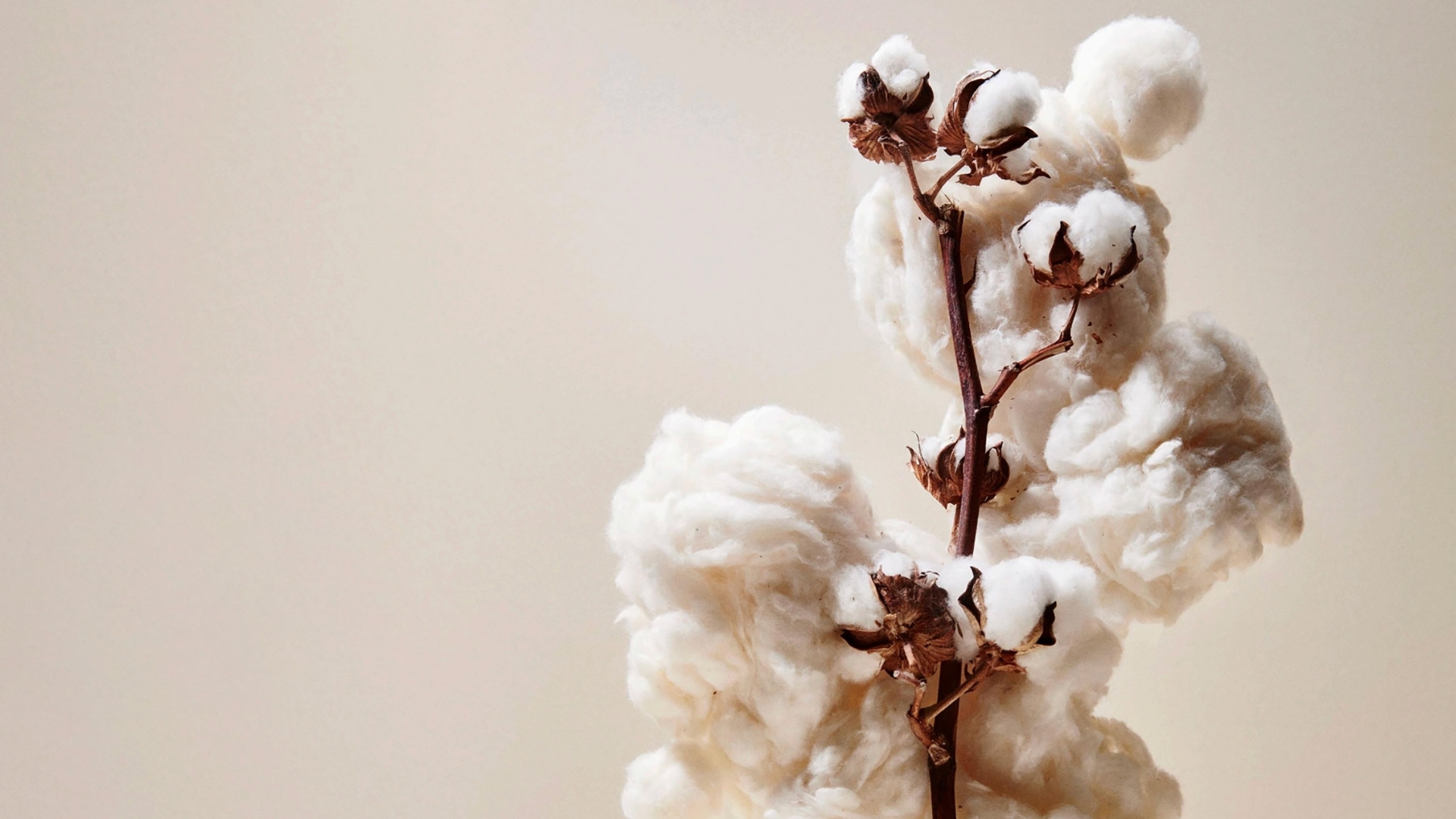 material-algodon-1